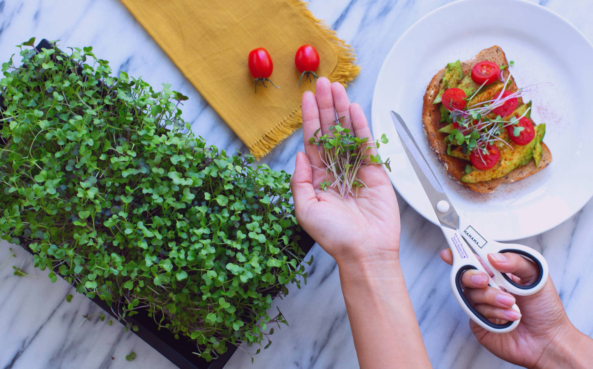 Thumbnail of From Microgreens to Macro Growth